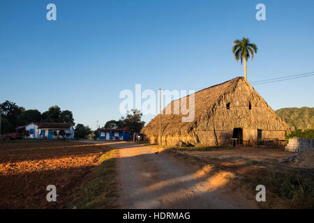 Trocknung von Schuppen auf Tabak Bauernhof in Vinales, Kuba Stockfoto