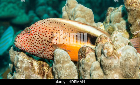 Sommersprossiges Hawkfish (Paracirrhites Forsteri) ruht auf Hügel Koralle (Porites Lutea) fotografiert beim Tauchen die Kona-Küste Stockfoto