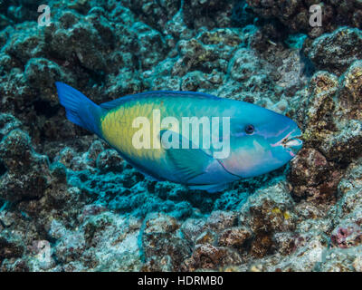 Porträt eines terminalen Phase männlichen Bullethead Papageienfisch (Chlororus Sordidus), die beim Tauchen vor der Kona-Küste fotografiert wurde Stockfoto