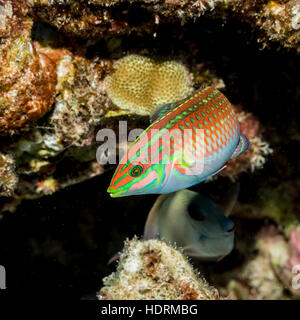 Reich verzierte Lippfisch (Halichoeres Ornatissimus) neben einem Lava-Korallenriff an der Kona-Küste bereit; Kona, Insel Hawaii, Hawaii, USA Stockfoto