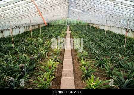 Ananas-Plantage; Faja de Baixo, Sao Miguel, Azoren Stockfoto