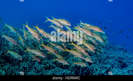 Yellowfin Goatfish (Mulloidichthys guentheri) unterrichtet an der Kona-Küste; Kona, Insel Hawaii, Hawaii, USA Stockfoto