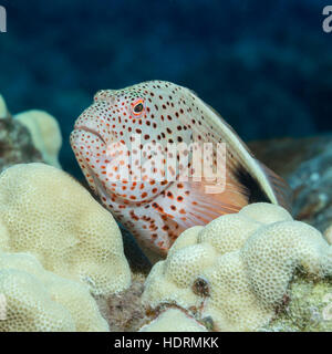 Sommersprossiges Hawkfish (Paracirrhites Forsteri) ruht auf Lappen Koralle (Porites Lobata) fotografiert beim Tauchen die Kona-Küste Stockfoto