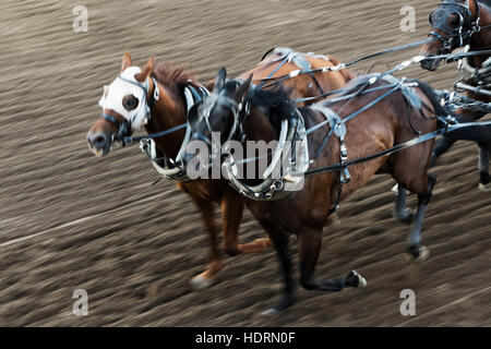 Pferde in einem Chuckwagon Rennen, Lakeview Calgary Stampede Ereignis; Calgary, Alberta, Kanada Stockfoto