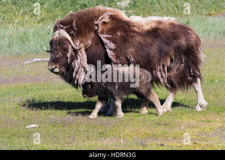 Eine Muskox (Ovibos moschatus) Kuh vergießen Es ist Winter Mantel Spaziergänge mit ihrem jungen Kalb, gefangen im Alaska Wildlife Conservation Center, South-Cent... Stockfoto