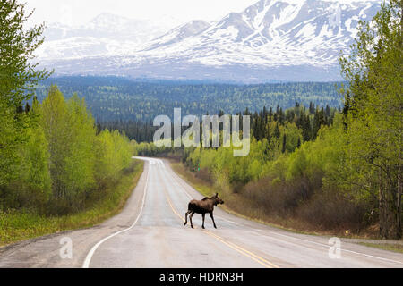 Ein Kuh-Elch (Alces Alces) kreuzt Parks Highway nördlich von Willow, mit Schnee bedeckten Berg im Hintergrund, Zentral-Alaska Stockfoto