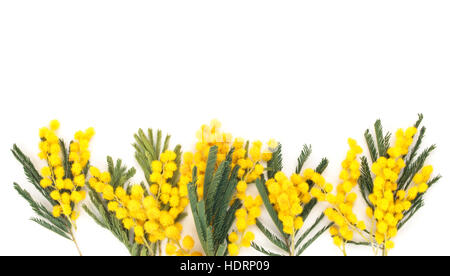 Schuss von Mimosen Blüten hautnah. Stockfoto