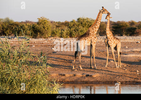 Eine namibische Giraffen-Familie (Giraffa Giraffa Angolensis), Mutter und Baby, ruht in der Nähe einer Wasserstelle, Etosha Nationalpark; Namibia Stockfoto