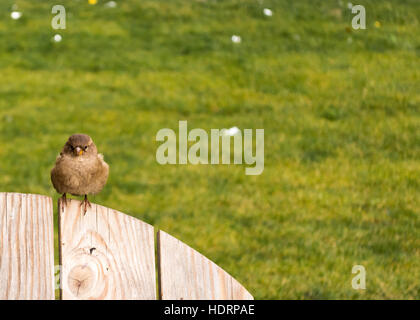 Auburn Spatz auf die hölzerne Rückseite einen Stuhl oder einen Zaun sitzen. Mit Blick direkt auf Sie Stockfoto