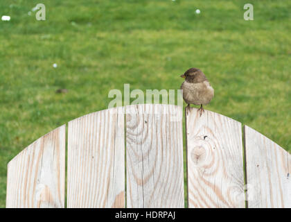 Auburn Spatz auf die hölzerne Rückseite einen Stuhl oder einen Zaun sitzen. Schaut auf der linken Seite Stockfoto