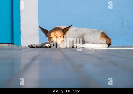 Hund, schlafen in der Sonne, Plaza Vieja, Havanna Vieja, La Havanna, Kuba. Stockfoto