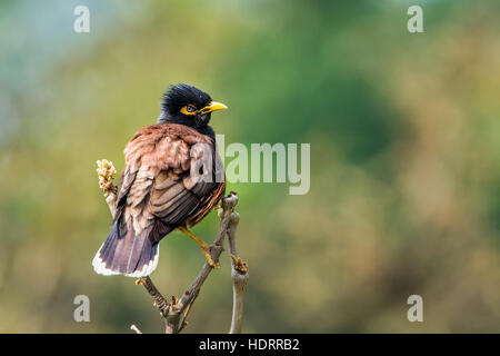 Gemeinsamen Mynah in Bardia Nationalpark, Nepal; Specie Acridotheres Tristis Familie von Spottdrosseln Stockfoto