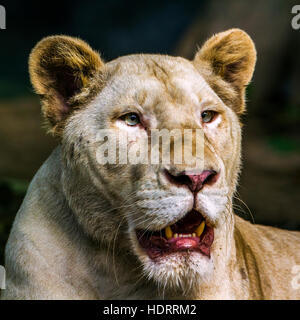 Weiße Löwin im Zoo von Chiang Mai, Thailand; Spezies Panthera Leo Familie felidae Stockfoto
