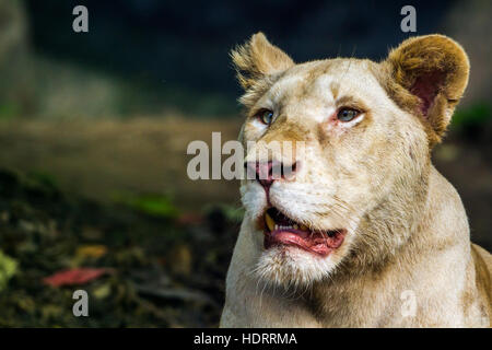 Weiße Löwin im Zoo von Chiang Mai, Thailand; Spezies Panthera Leo Familie felidae Stockfoto