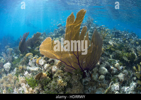 Dry Tortugas, August 2015, flaches Riff in der Nähe von Fort Jefferson in den Dry Tortugas Sceen. Schnorchler in der Ferne genießen die warmen Wellen. Stockfoto