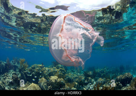 Dry Tortugas, August 2015 eine Mond-Qualle gleitet ruhig Oberflächengewässer entlang der Kante des ft. Jefferson Stockfoto