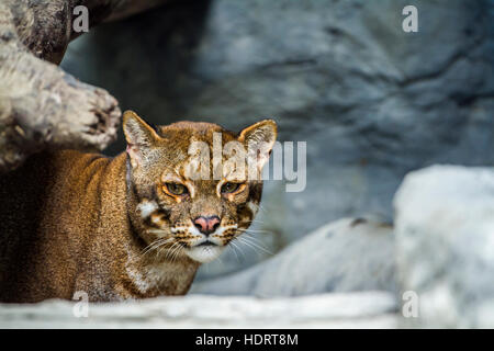 Asiatische goldene Katze in den Zoo von Chiang Mai, Thailand; Specie Catopuma Temminckii Familie Felidae Stockfoto