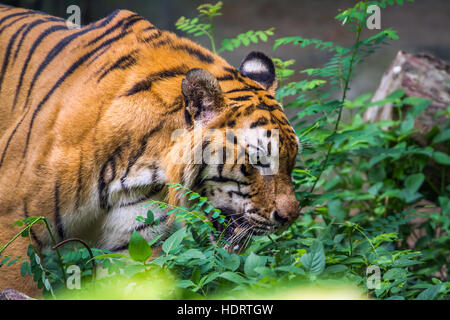 Bengal Tiger in Chiang Mai Zoo, Thailand; Spezies Panthera Tigris Familie felidae Stockfoto