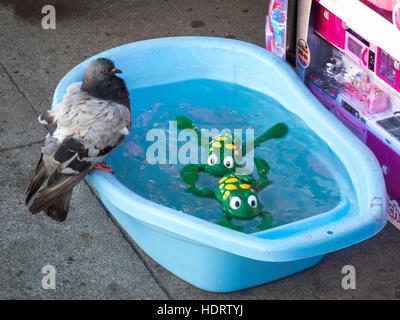 Eine verirrte Taube sitzt auf ein San Francisco Bürgersteig Kaufmann Becken mit Wasser, in dem zwei mechanische Spielzeug Frösche schwimmen. Stockfoto