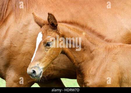 Vollblut wenige Wochen alten Fohlen gegen ihre Mutter closeup Stockfoto