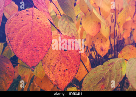 Bunte herbstliche Blätter auf Zweige Blumenkarte Stockfoto