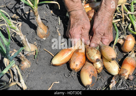 Händen der älteren Frau, hält frisch geerntete Reife Zwiebel Stockfoto