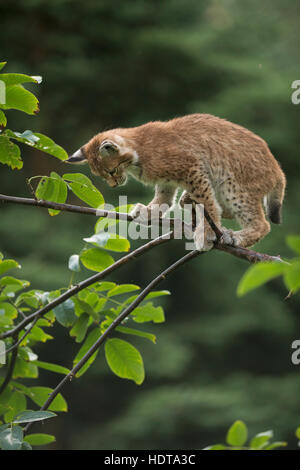 Eurasischer Luchs / Luchs (Lynx Lynx), niedlich Cub mit riesigen Pfoten, balanciert auf einem Ast eines Busches, Ausbildung ihrer Fähigkeiten, lustig. Stockfoto