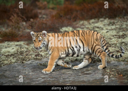 Royal Bengal Tiger / Koenigstiger (Panthera Tigris), zu Fuß über die Felsen, aufmerksam beobachten, Ganzkörper-Seitenansicht, junges Tier, weiches Licht. Stockfoto