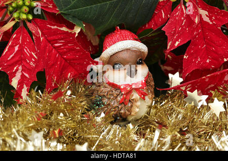 Ein Rotkehlchen zwischen Weihnachtssterne und Christbaumschmuck Stockfoto