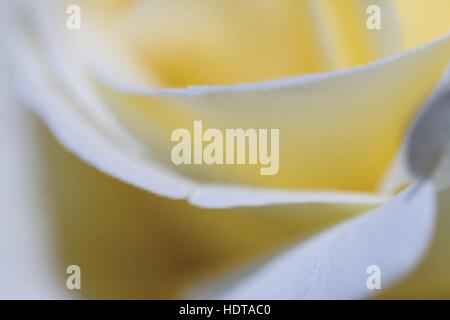 Nahaufnahme einer rose Blume. Soft-Fokus Stock Vektor