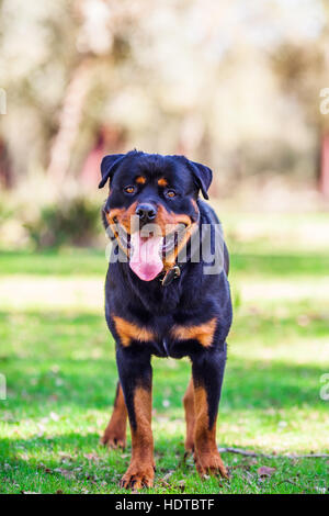 Rottweiler Hund starrte auf die Kamera Stockfoto