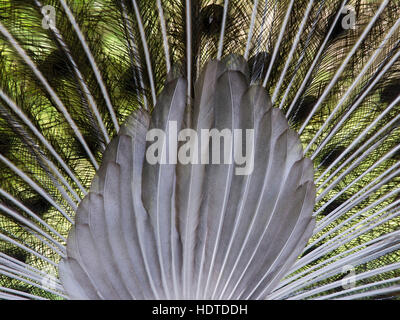 Indische oder blaue Pfauen (Pavo Cristatus) von hinten, Federn, gefangen Stockfoto