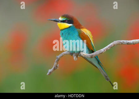 Europäische Bienenfresser (Merops Apiaster), männliche sitzen auf Barsch, Mohn Wiese, Nationalpark Kiskunság, Ungarn Stockfoto