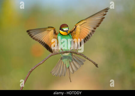 Europäische Bienenfresser (Merops Apiaster), Landung auf Barsch, Nationalpark Kiskunság, Ungarn Stockfoto