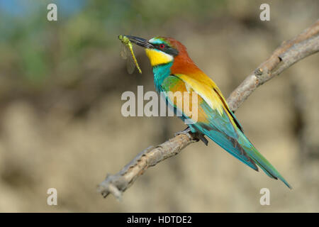 Europäische Bienenfresser (Merops Apiaster), auf Ast mit Libelle im Schnabel, Nationalpark Kiskunság, Ungarn Stockfoto