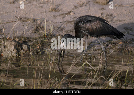 Afrikanische Openbill (Anastomus Lamelligerus) auf Nahrungssuche im Wasser, Chobe Nationalpark, Botswana Stockfoto