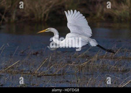 Silberreiher, auch gemeinsame oder großen Reiher (Ardea Alba) im Flug, Chobe Fluss Chobe Nationalpark, Botswana Stockfoto