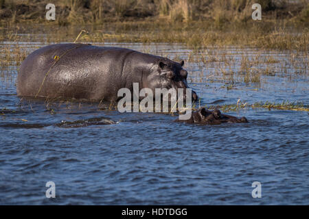 Gemeinsamen Nilpferde (Hippopotamus Amphibius) im Chobe Nationalpark, Botswana Chobe Fluss Stockfoto