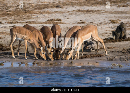 Impala (Aepyceros Melampus), Herde Trinkwasser, Chobe Fluss Chobe Nationalpark, Botswana Stockfoto