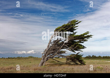 Einzelne Windbroken Baum, Pointe de Chassiron, Seekiefer (Pinus Pinaster), Ile d'Oleron, Charente-Maritime, Frankreich Stockfoto