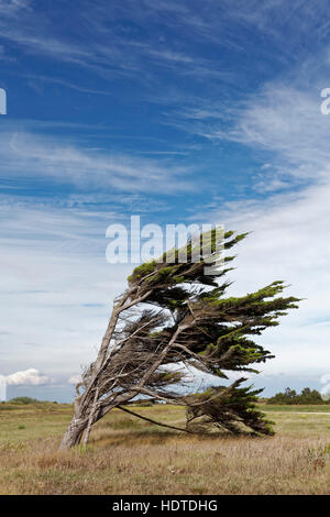 Einzelne Windbroken Baum, Pointe de Chassiron, Seekiefer (Pinus Pinaster), Ile d'Oleron, Charente-Maritime, Frankreich Stockfoto