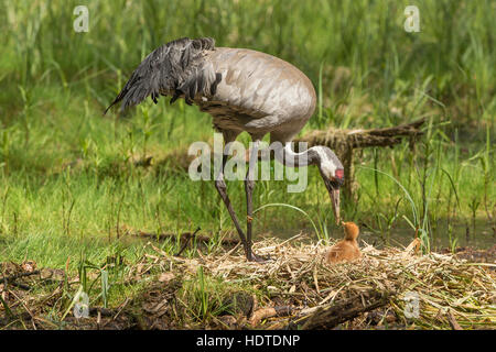 Gemeinsame oder eurasischer Kranich (Grus Grus), Grübeln Ort, Nest mit Küken, Mecklenburg-Western Pomerania, Deutschland Stockfoto