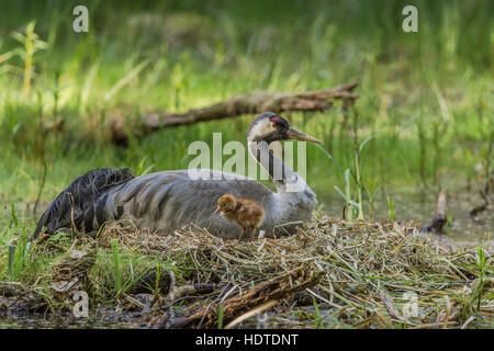Gemeinsame oder eurasischer Kranich (Grus Grus), Grübeln Ort, Nest mit Küken, Mecklenburg-Western Pomerania, Deutschland Stockfoto