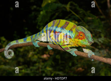 Pantherchamäleon (Furcifer Pardalis), männliche in der Paarung Färbung, Ankify, nordwestlich, Madagaskar Stockfoto