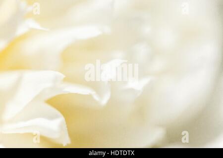 Bunte Blüten in zarten Farbe und Stil für den Hintergrund verschwimmen Stock Vektor