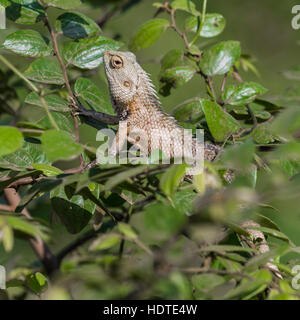 Eidechse Nahaufnahme Makro Tier portrait Stockfoto