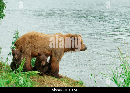 Braunbär (Ursus Arctos), weibliche am Ufer mit jungen, Kurilen See, Kamtschatka, Russland Stockfoto