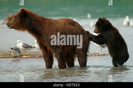 Braunbär (Ursus Arctos), Weibchen mit jungen, Kurilen See, Kamtschatka, Russland Stockfoto