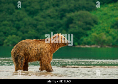 Braunbär (Ursus Arctos), Kurilen See, Kamtschatka, Russland Stockfoto