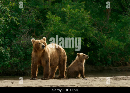 Braunbär (Ursus Arctos), Weibchen mit jungen, Kurilen See, Kamtschatka, Russland Stockfoto